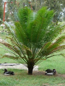 Sago Palm